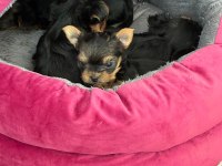 30 mart doğumlu yorkshire terrier kızlar
