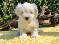 Kar Beyaz Maltese Terrier Yavrular