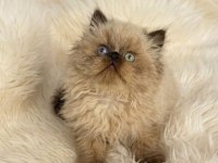 İRAN HİMALAYAN (Odd Eyes)