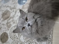 BRİTİSH LONGHAİR (ÇİFTLEŞTİRME)