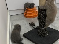 Orjinal safkan scottish fold bebekler