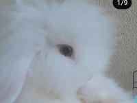 Sevimli hollanda teddy lop tavşanlar