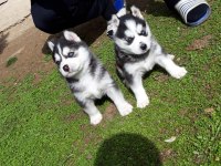 SAFKAN A KALİTE SCR HUSKY YAVRULAR