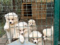 KIF/FCI ŞECERELİ EN İYİ KALİTE SAMOYED BEBEKLER