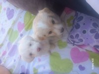 Harika oyuncu köpekler çok tatlılar