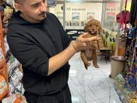 Üst Kalite Toy Poodle Yavrular