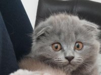 Scottish fold