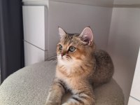 Golden british shorthair