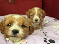 A kalite Maltipoo