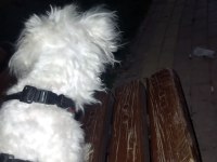 3 yaşında dişi maltese terrier