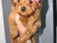 Kore Poodle kızımız