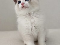 Ragdoll dişi erkek
