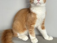 ODD EYE MAİNE COON BOY KEDİMİZ