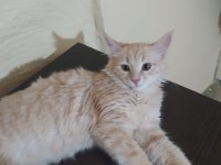 Çok güzel bir Kedi Cana Yakın Ve sevimli