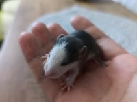 Dumbo husky albino rat yavruları