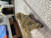 Güzeller Güzeli British Longhair Mia