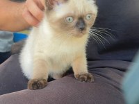 Siyam kedisi bebek