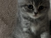 Tabby güzel british shorthair bebeğim