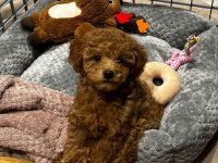 Kore Kan Poodle Yavrularımız