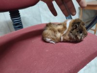 Guinea pig yavrular