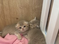Blue golden baba şecereli A kalite scottish fold