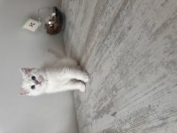 Safkan british shorthair