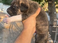 Baba cane corso anne presa canario yavrular 9 adet