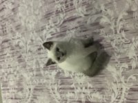 British shorthair blue point dişi