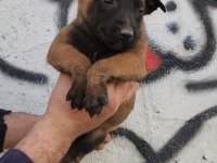Tüm ırk ve cinsler için yardımcı olalım malinois