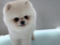 OYUNCAK GİBİ ORJİNAL POMERANIAN BEYAZ YAVRUMUZ