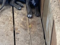 Safkan uygun cane corso