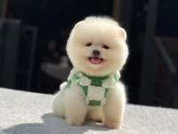 Pomeranian Boo Yavrularımız Teslimi Hazırlar