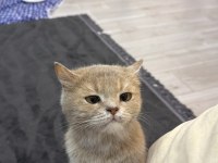 British shorthair yavrumuza yuva aranıyor