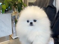 Pomeranian Kar Beyaz Yavrularımız İçin Arayabilirsiniz