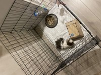 1 Yaşında Erkek Adı Çorap Guinea Pig