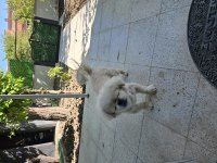 Akıllı bıdık pekinez köpeğimiz badem