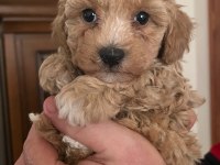 Kilo ve ırk garantili ticap maltipoo bebekler