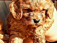 Maltipoo yavrularımda son nokta