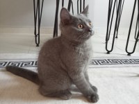 Erkek british shorthair 3 aylık