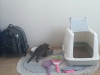 0-3 aylık scottish fold cinsiyeti kızdır