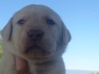 Labrador köpeği yavrularımız