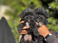 Morkie yavrularımız