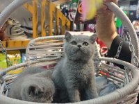 A KALİTE DİŞİ ERKEK BRİTİSH VE SCOTTİSH YAVRULAR