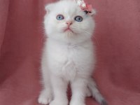 Teslime hazır dişi scottish fold yavrumuz