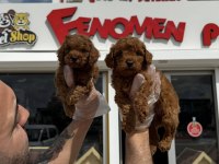 shoooowwww kalite toy poodle yavrular ankara mağazamızda
