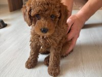 Toy Poodle Dişi 3.5 Aylık