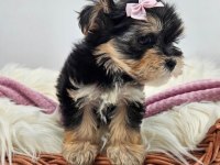 Teacup birbirinden tatlı morkie yavrular
