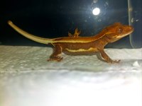 Lily White Crested Gecko