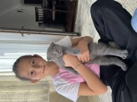 Scottish fold kedim 2,5 aylık