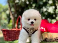 Safkan pomeranian bebeklerimiz